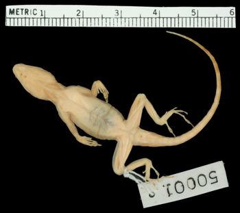 Media type: image;   Herpetology R-50001